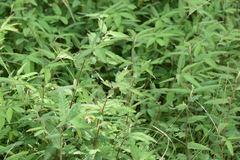 Aeschynomene americana