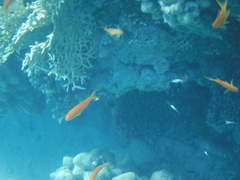 Pseudanthias squamipinnis