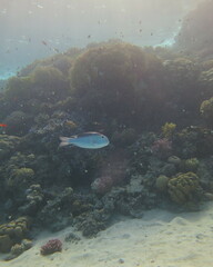 Monotaxis grandoculis