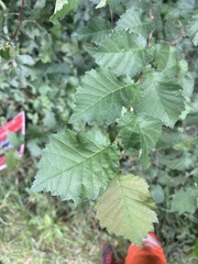 Ulmus