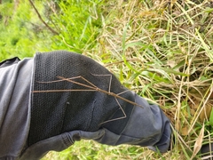 Ctenomorpha marginipennis