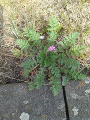 Erodium cicutarium