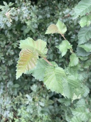 Ulmus