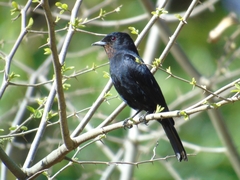Knipolegus nigerrimus