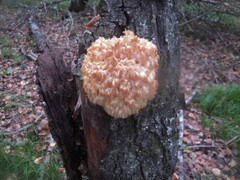Hericium coralloides