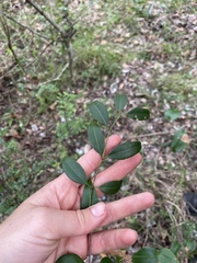 Secamone elliptica