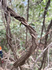 Secamone elliptica
