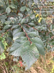 Ulmus glabra