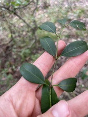 Secamone elliptica