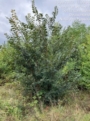 Ulmus glabra