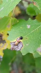 Harmandiola globuli