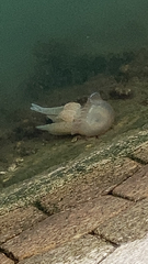 Catostylus tagi