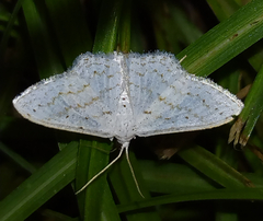 Idaea tacturata