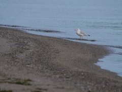 Chroicocephalus genei