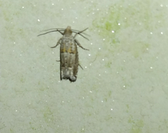 Epiblema abruptana