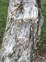 Melaleuca leucadendra