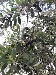 Melaleuca leucadendra