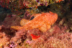 Scorpaena scrofa