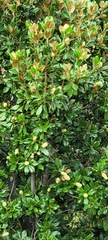 Citrus × latifolia