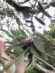 Melaleuca leucadendra