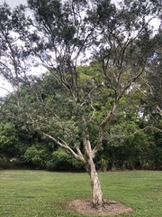 Melaleuca leucadendra