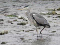 Ardea cinerea