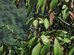 Dendropanax dentiger