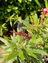 Urothemis signata