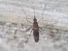 Aedes alboannulatus