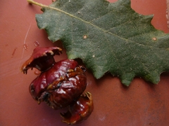 Andricus dentimitratus