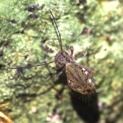 Ptenothrix denticulata