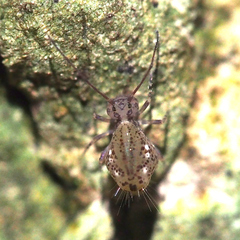 Ptenothrix denticulata