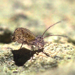 Ptenothrix denticulata