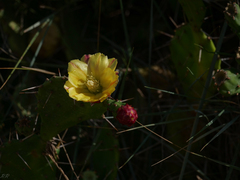 Opuntia