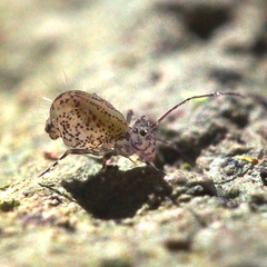 Ptenothrix denticulata