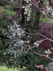 Ptilotula penicillata