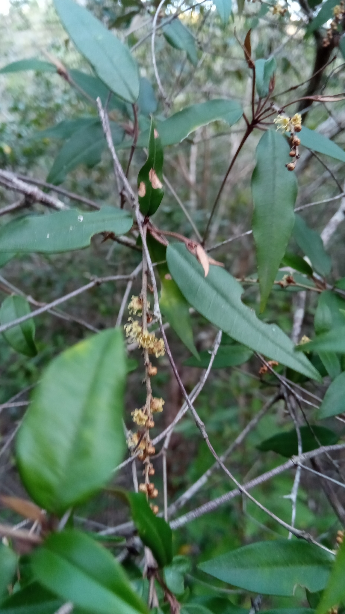 Croton antanosiensis