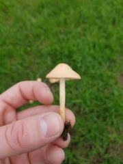 Marasmius oreades