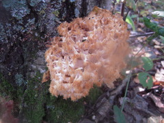 Hericium coralloides