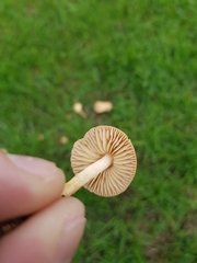 Marasmius oreades