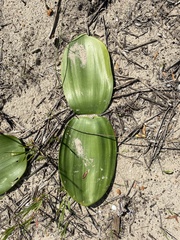 Haemanthus coccineus