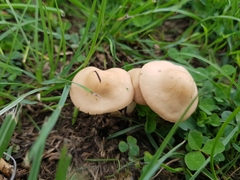 Marasmius oreades
