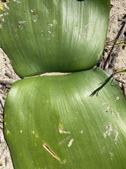 Haemanthus coccineus
