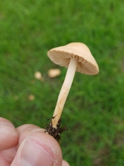 Marasmius oreades
