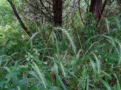 Elymus riparius