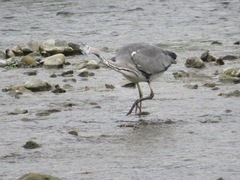 Ardea cinerea