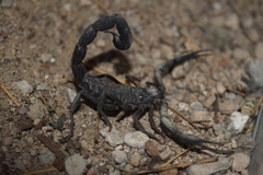 Hottentotta zagrosensis