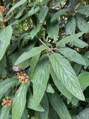 Viburnum rhytidophyllum