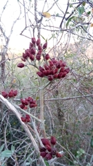 Kalanchoe
