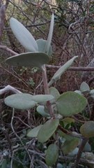 Kalanchoe